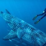 How It Feels to Be Completely Surrounded by Whale Sharks
